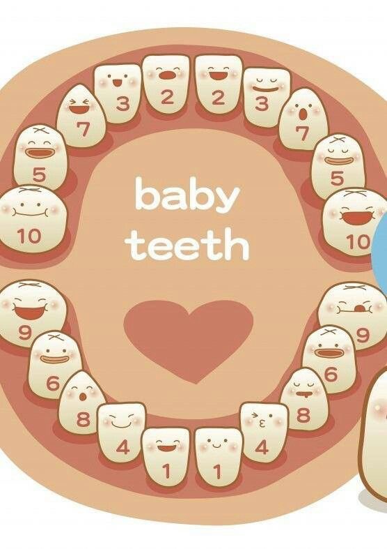 Baby Teeth